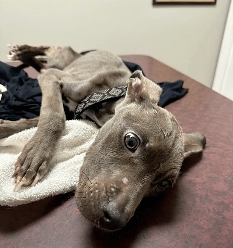 Four-Month-Old Puppy Found Starving & Soaking Wet Under Carport—What Happened Next Sparked Outrage